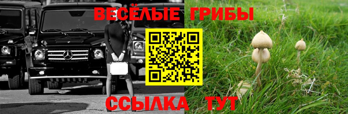 Канабис Курчалой